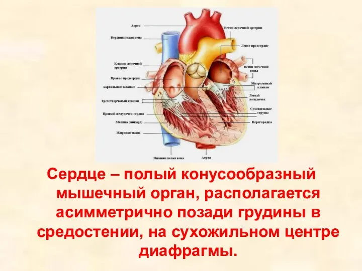 Сердце – полый конусообразный мышечный орган, располагается асимметрично позади грудины в средостении, на сухожильном центре диафрагмы.