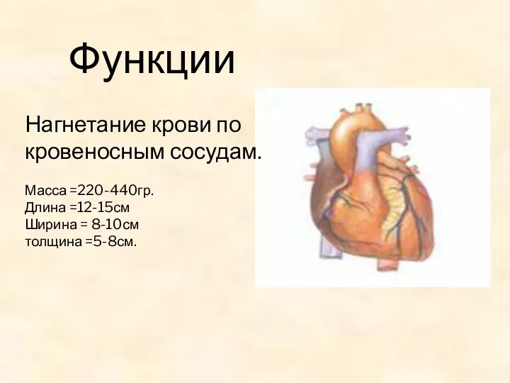 Функции Нагнетание крови по кровеносным сосудам. Масса =220-440гр. Длина =12-15см Ширина = 8-10см толщина =5-8см.