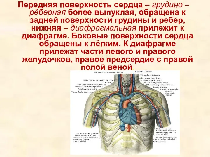 Передняя поверхность сердца – грудино – рёберная более выпуклая, обращена