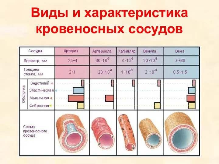 Виды и характеристика кровеносных сосудов