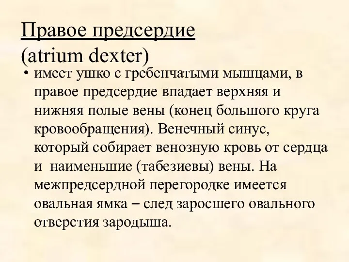 Правое предсердие (atrium dexter) имеет ушко с гребенчатыми мышцами, в