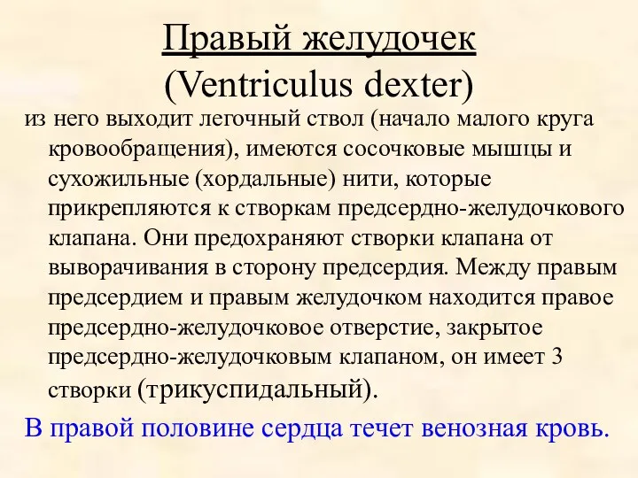 Правый желудочек (Ventriculus dexter) из него выходит легочный ствол (начало