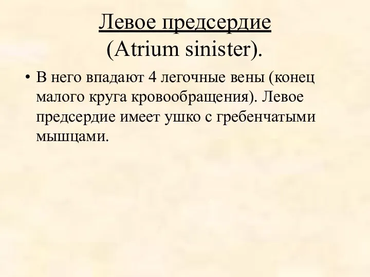 Левое предсердие (Atrium sinister). В него впадают 4 легочные вены