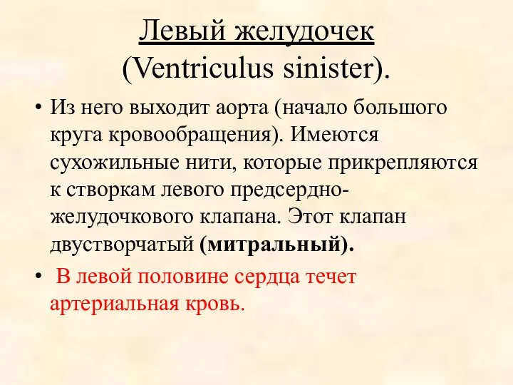 Левый желудочек (Ventriculus sinister). Из него выходит аорта (начало большого