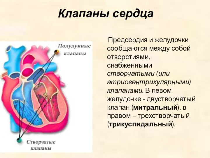 Клапаны сердца Предсердия и желудочки сообщаются между собой отверстиями, снабженными