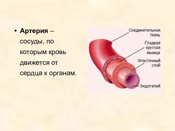 Артерия – сосуды, по которым кровь движется от сердца к органам.