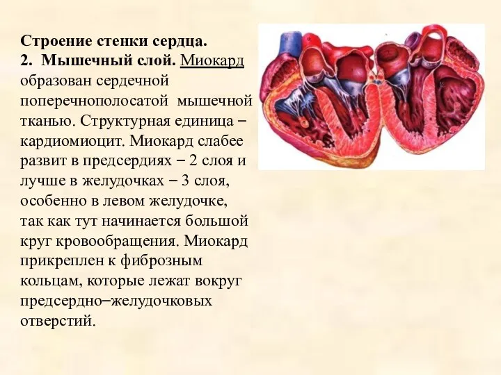 Строение стенки сердца. 2. Мышечный слой. Миокард образован сердечной поперечнополосатой