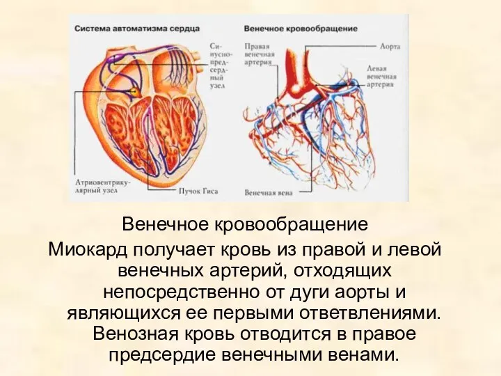 Венечное кровообращение Миокард получает кровь из правой и левой венечных