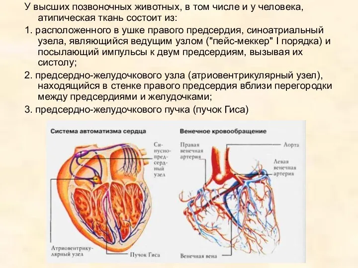 У высших позвоночных животных, в том числе и у человека,