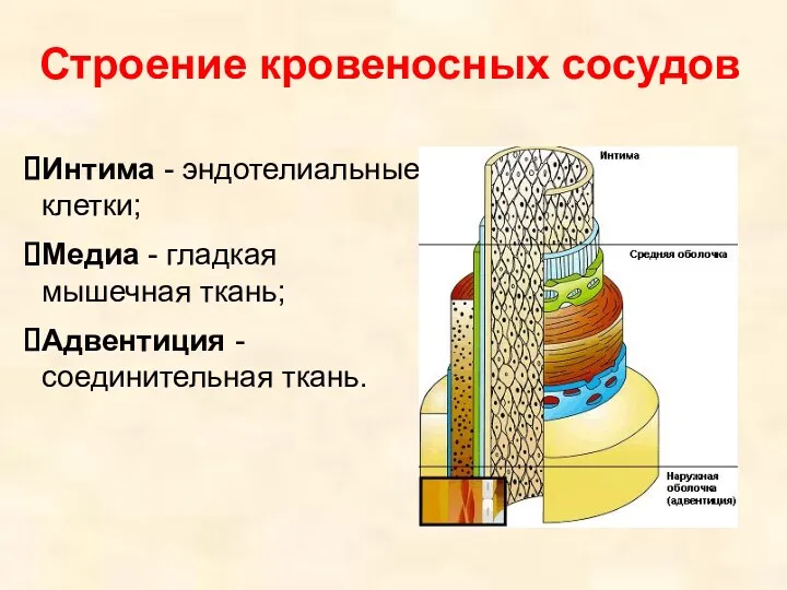 Строение кровеносных сосудов Интима - эндотелиальные клетки; Медиа - гладкая мышечная ткань; Адвентиция - соединительная ткань.