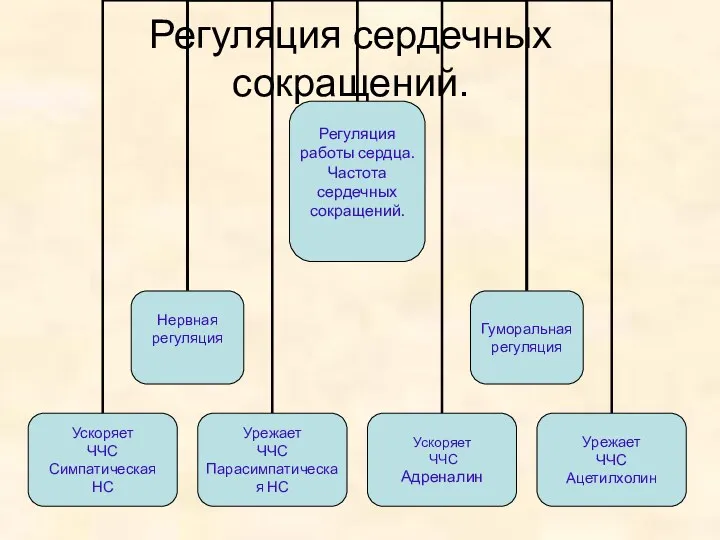 Регуляция сердечных сокращений.