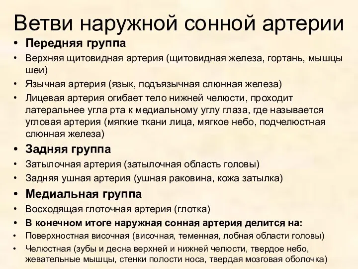 Ветви наружной сонной артерии Передняя группа Верхняя щитовидная артерия (щитовидная