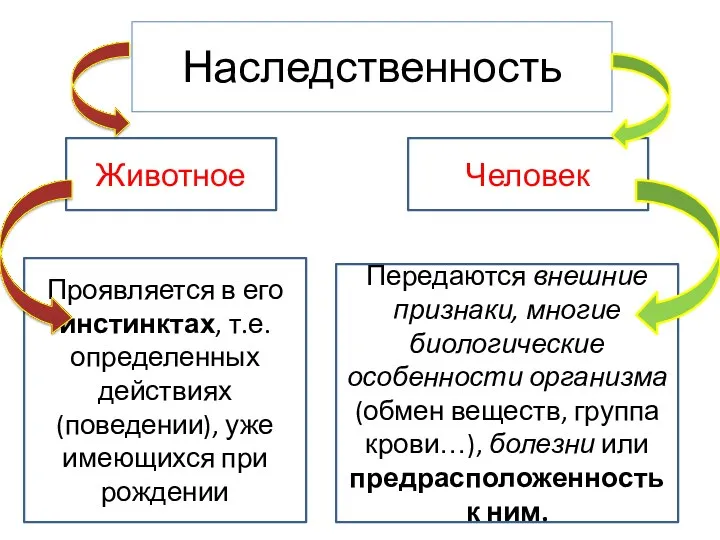 Наследственность Животное Проявляется в его инстинктах, т.е. определенных действиях (поведении),