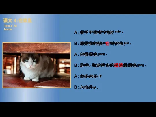 A：桌子下面有个猫。 B：那是我的猫，它叫花花。 A：它很漂亮。 B：是啊，我觉得它的眼睛最漂亮。 A：它多大了？ B：六个月。 Zhuō zi xià miàn