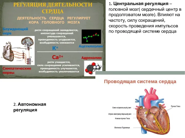 2. Автономная регуляция 1. Центральная регуляция – головной мозг( сердечный центр в продолговатом