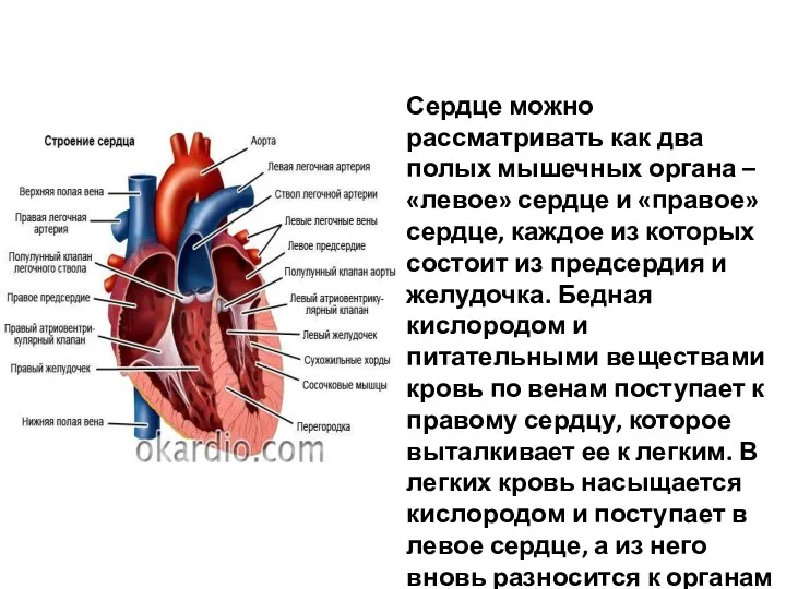 Сердце можно рассматривать как два полых мышечных органа – «левое» сердце и «правое»