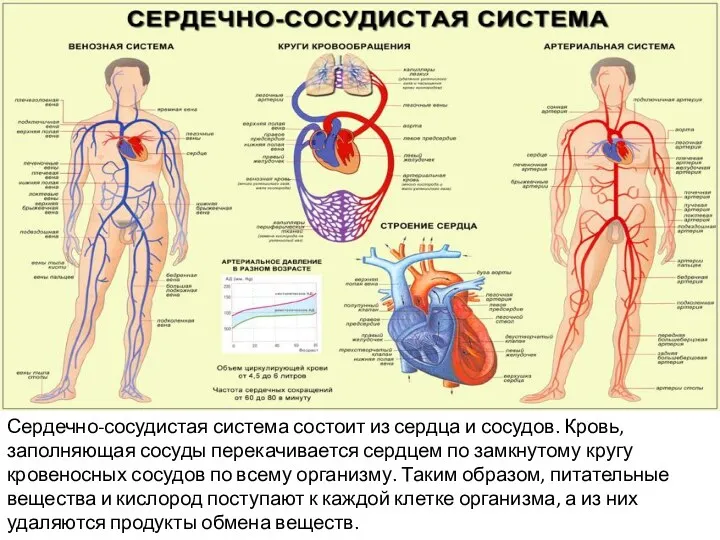 Сердечно-сосудистая система состоит из сердца и сосудов. Кровь, заполняющая сосуды
