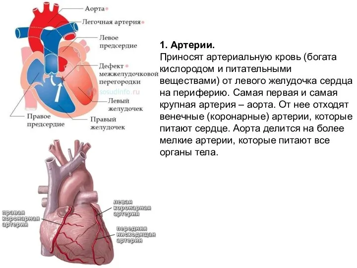 1. Артерии. Приносят артериальную кровь (богата кислородом и питательными веществами) от левого желудочка