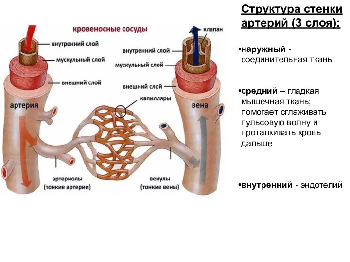 Структура стенки артерий (3 слоя): наружный - соединительная ткань средний – гладкая мышечная