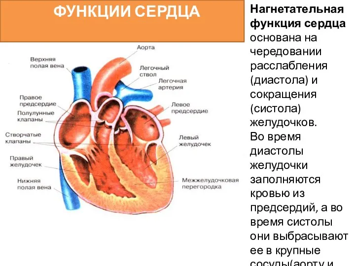 Нагнетательная функция сердца основана на чередовании расслабления (диастола) и сокращения(систола) желудочков. Во время