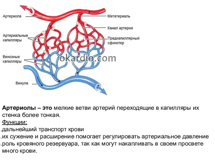 Артериолы – это мелкие ветви артерий переходящие в капилляры их стенка более тонкая.