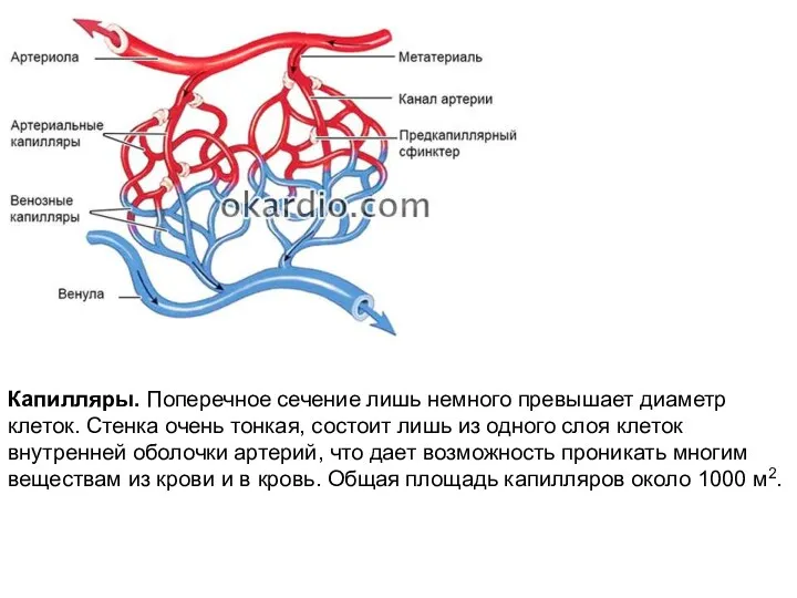 Капилляры. Поперечное сечение лишь немного превышает диаметр клеток. Стенка очень тонкая, состоит лишь