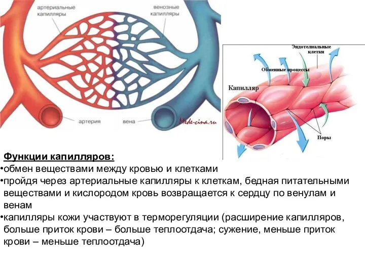 Функции капилляров: обмен веществами между кровью и клетками пройдя через артериальные капилляры к