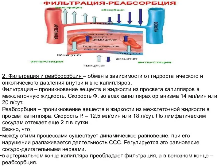 2. Фильтрация и реабсосрбция – обмен в зависимости от гидростатического и онкотического давления