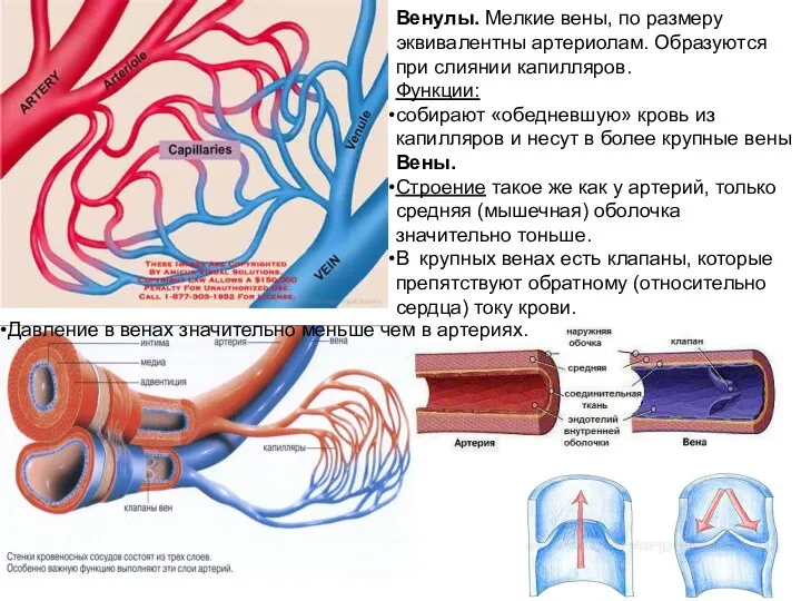 Венулы. Мелкие вены, по размеру эквивалентны артериолам. Образуются при слиянии капилляров. Функции: собирают