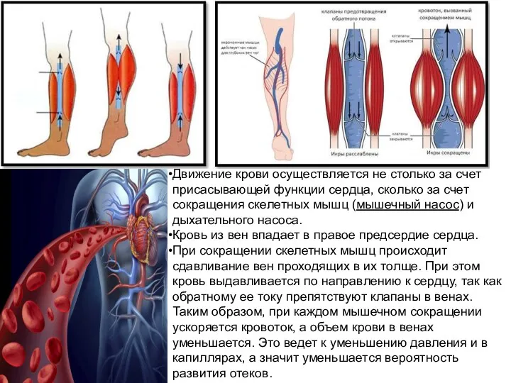 Движение крови осуществляется не столько за счет присасывающей функции сердца, сколько за счет