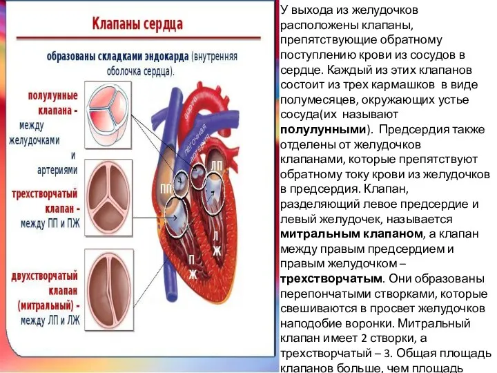 У выхода из желудочков расположены клапаны, препятствующие обратному поступлению крови из сосудов в