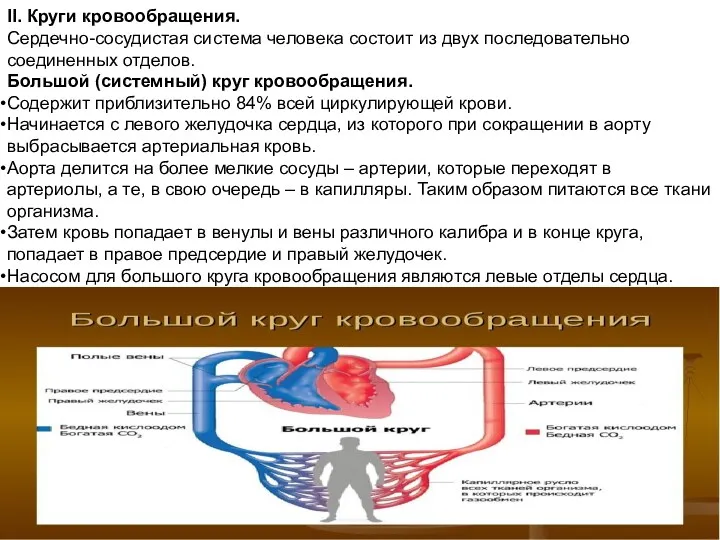 II. Круги кровообращения. Сердечно-сосудистая система человека состоит из двух последовательно соединенных отделов. Большой