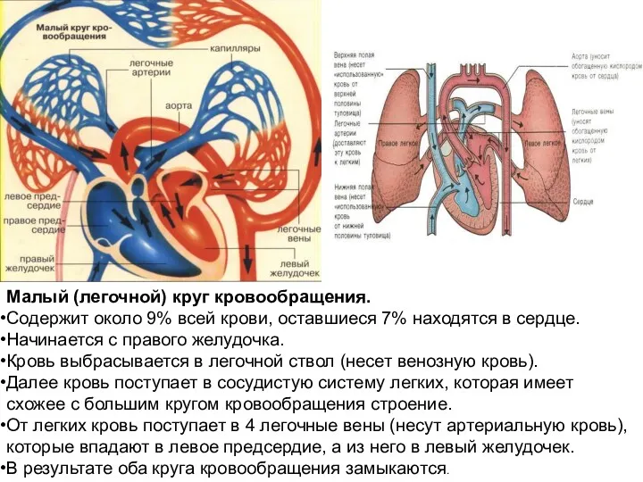 Малый (легочной) круг кровообращения. Содержит около 9% всей крови, оставшиеся