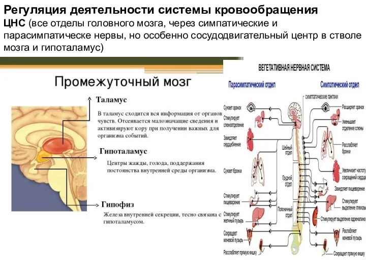 Регуляция деятельности системы кровообращения ЦНС (все отделы головного мозга, через симпатические и парасимпатическе
