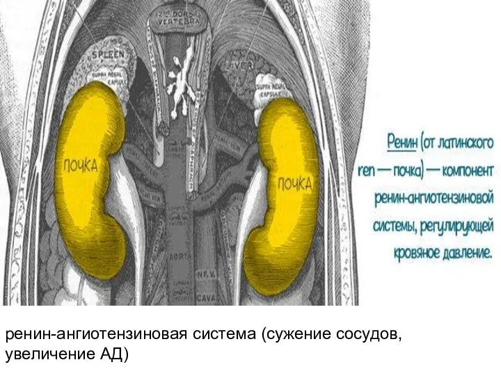 ренин-ангиотензиновая система (сужение сосудов, увеличение АД)