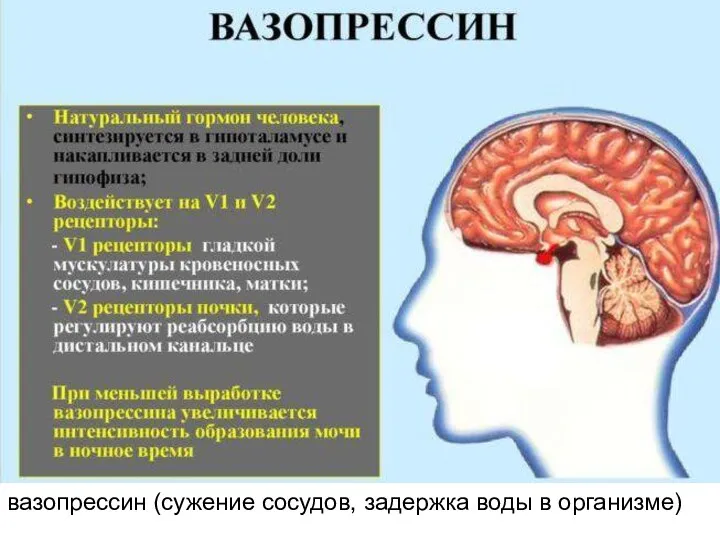 вазопрессин (сужение сосудов, задержка воды в организме)