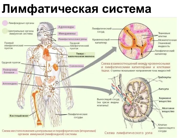 Лимфатическая система