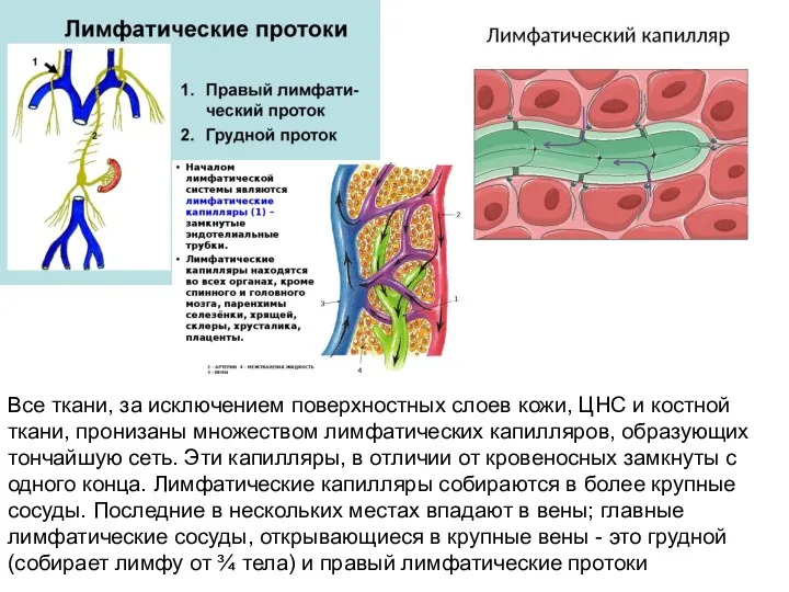 Все ткани, за исключением поверхностных слоев кожи, ЦНС и костной