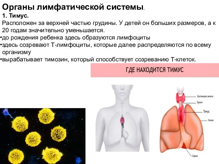 Органы лимфатической системы. 1. Тимус. Расположен за верхней частью грудины. У детей он