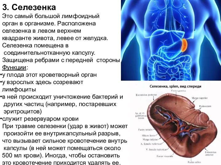 3. Селезенка Это самый большой лимфоидный орган в организме. Расположена селезенка в левом