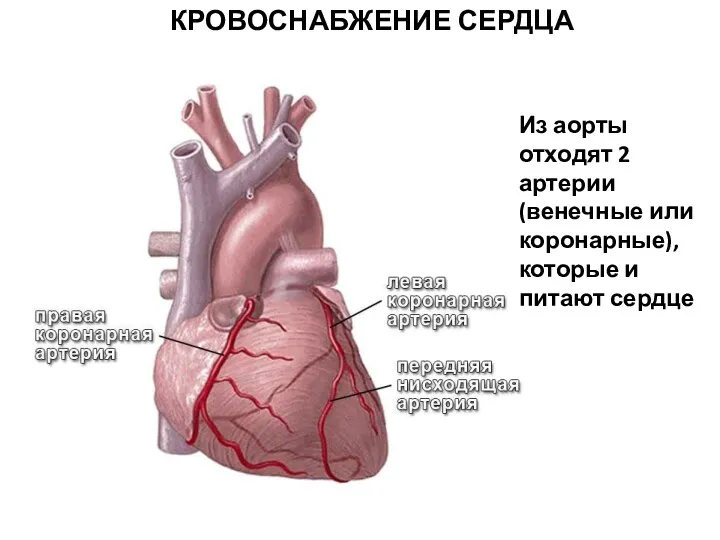 КРОВОСНАБЖЕНИЕ СЕРДЦА Из аорты отходят 2 артерии (венечные или коронарные), которые и питают сердце
