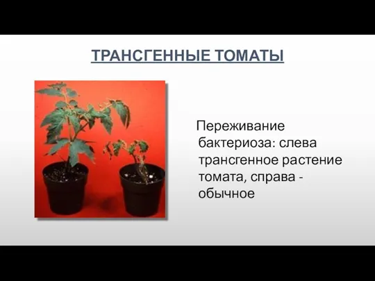 ТРАНСГЕННЫЕ ТОМАТЫ Переживание бактериоза: слева трансгенное растение томата, справа - обычное