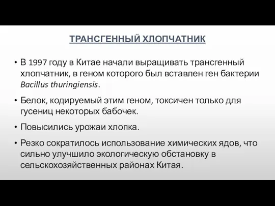 ТРАНСГЕННЫЙ ХЛОПЧАТНИК В 1997 году в Китае начали выращивать трансгенный