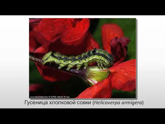 Гусеница хлопковой совки (Helicoverpa armigera)