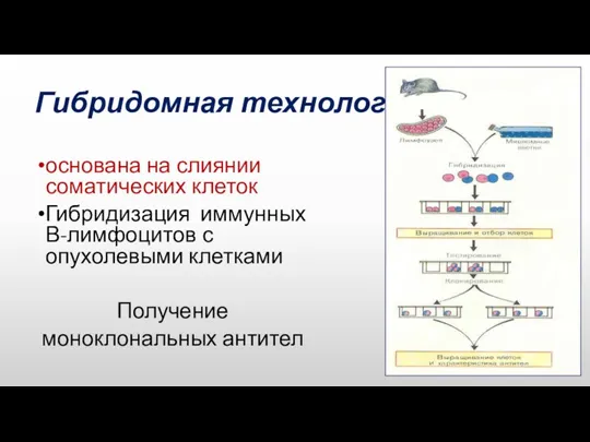 Гибридомная технология основана на слиянии соматических клеток Гибридизация иммунных В-лимфоцитов с опухолевыми клетками Получение моноклональных антител