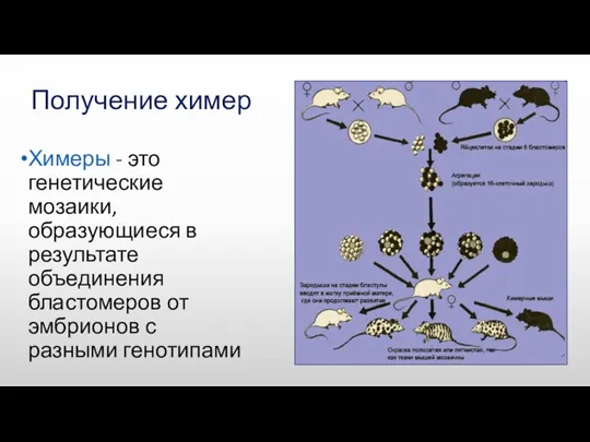 Получение химер Химеры - это генетические мозаики, образующиеся в результате