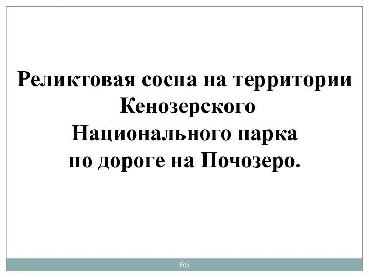 Реликтовая сосна на территории Кенозерского Национального парка по дороге на Почозеро.