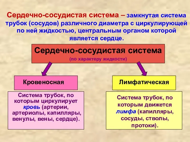 Сердечно-сосудистая система – замкнутая система трубок (сосудов) различного диаметра с