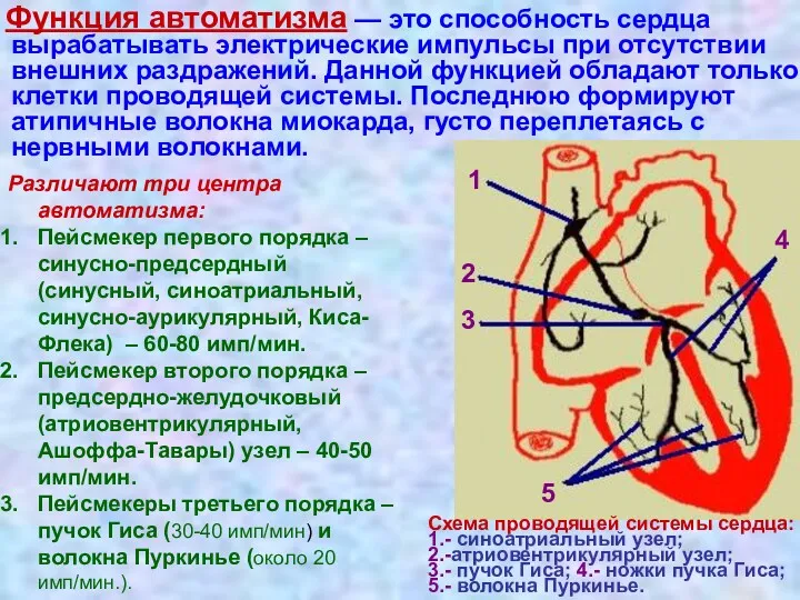 Функция автоматизма — это способность сердца вырабатывать электрические импульсы при