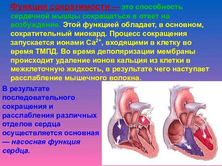 Функция сократимости — это способность сердечной мышцы сокращаться в ответ